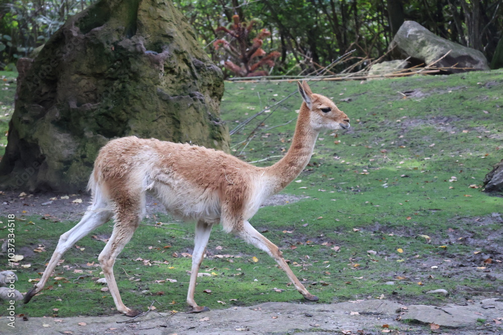 A photo of a small deer walking on a lush green field A photo of a small deer walking on a lush green field