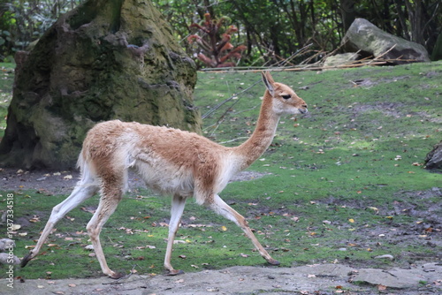 A photo of a small deer walking on a lush green field