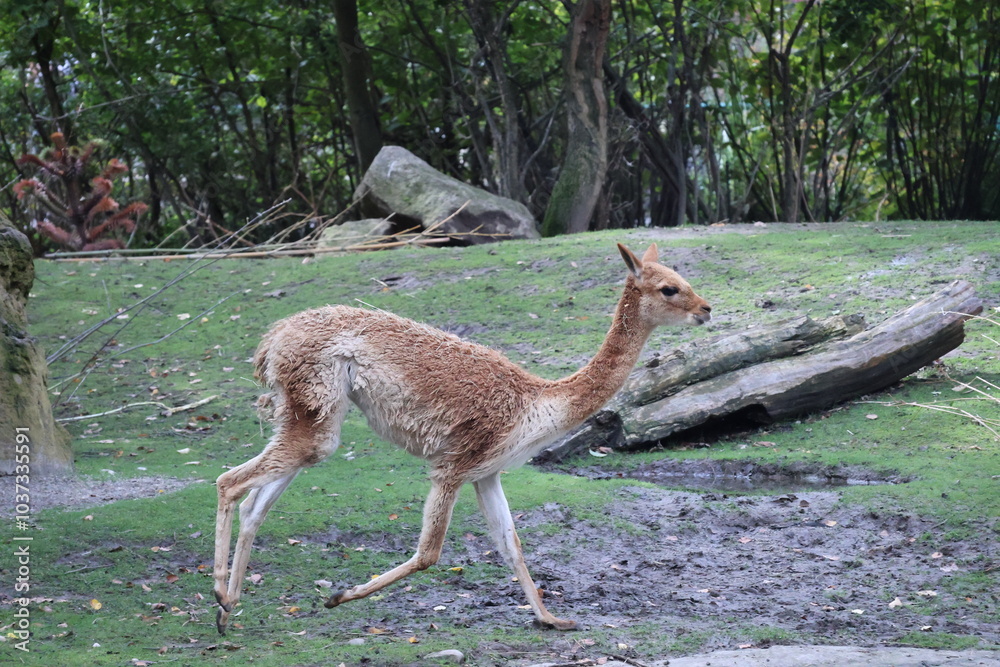 A photo of a small deer walking on a lush green field