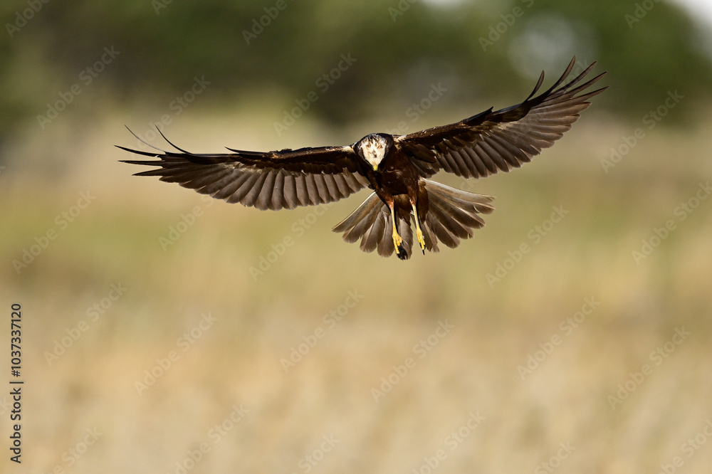 Fototapeta premium Rohrweihe - Weibchen // Western marsh harrier - female (Circus aeruginosus) 