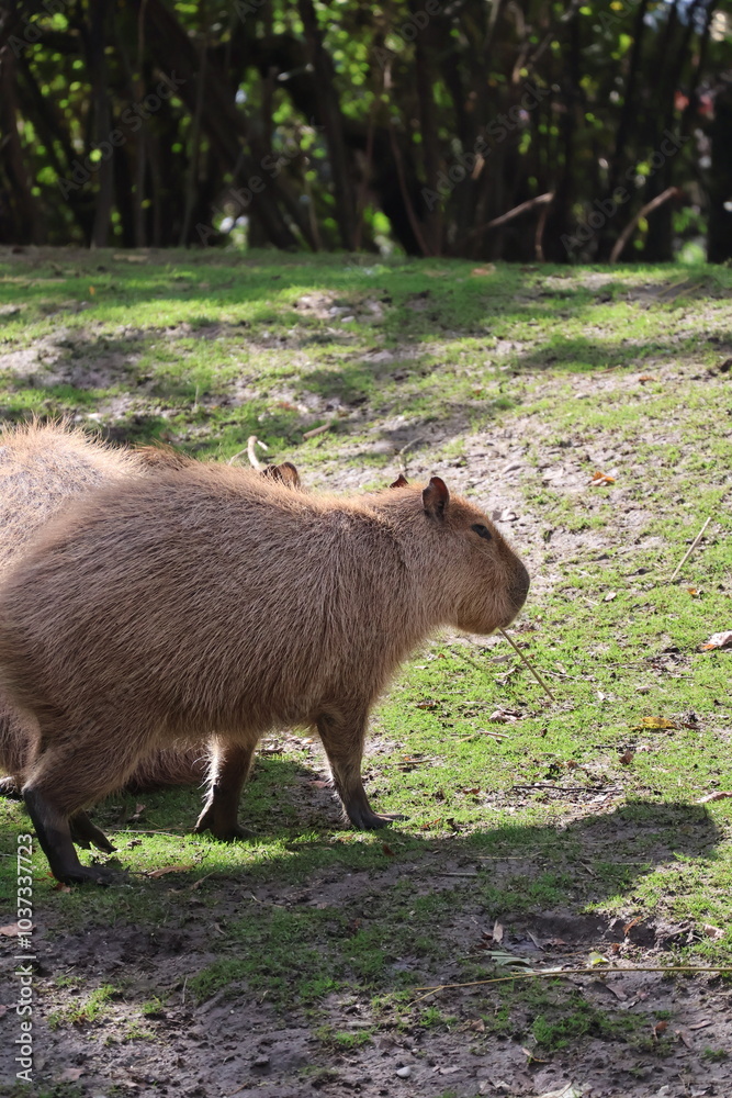 A photo of a small animal is climbing on a tree A photo of a small animal is climbing on a tree
