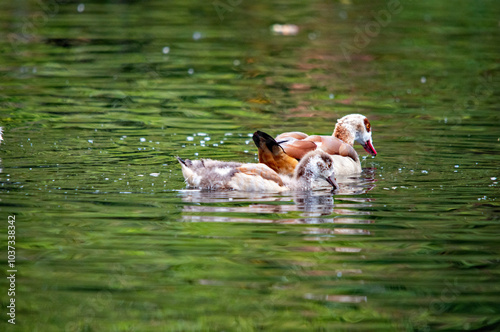 Eine Gans schwimmt auf dem Wasser photo