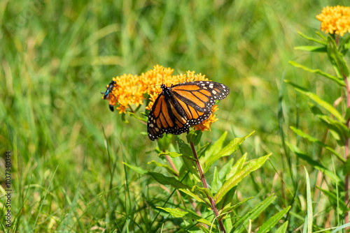 Canvas Print A monarch butterfly rests on vibrant orange milkweed flowers in the sunlight at Mendon Ponds Park