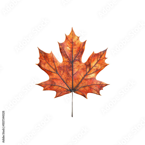 Single Dried Maple Leaf on White Background