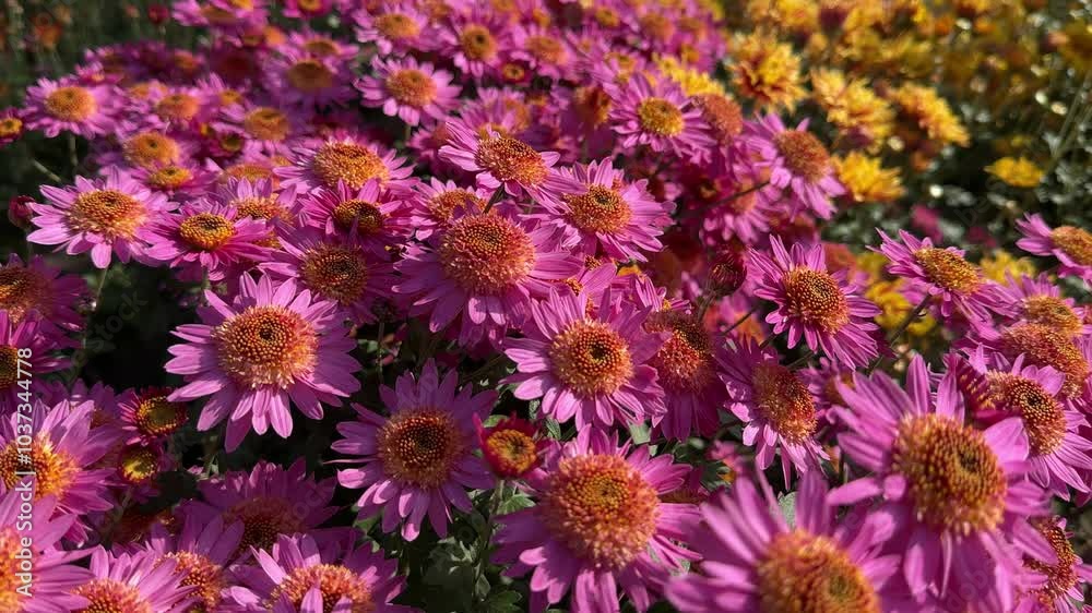 Chrysanthemum beautiful pink flowers in garden. Chrysanthemum beautiful pink flowers in garden.