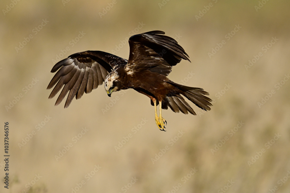Obraz premium Rohrweihe - Weibchen // Western marsh harrier - female (Circus aeruginosus) 