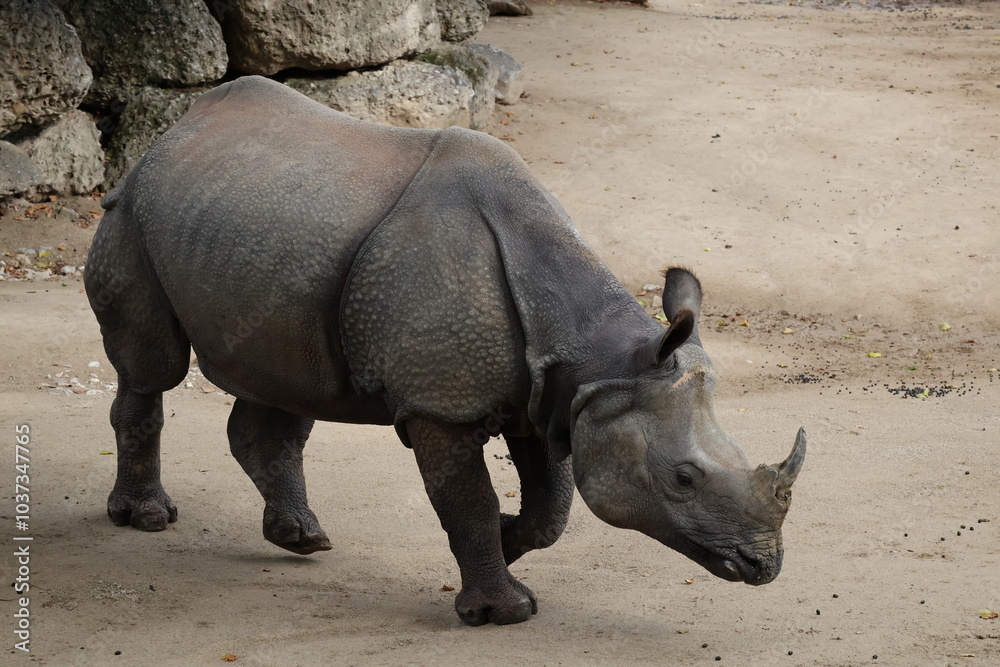 Naklejka premium A photo of a rhino in a zoo enclosure