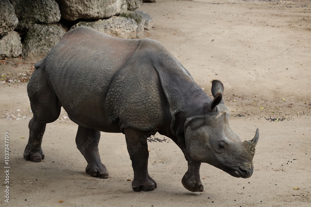A photo of a rhino standing on a dirt covered ground A photo of a rhino standing on a dirt covered ground