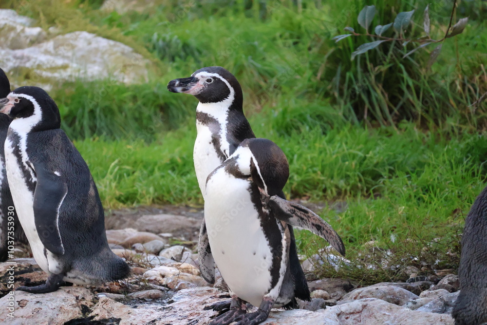 Obraz premium A photo of three penguins are standing on a rocky area
