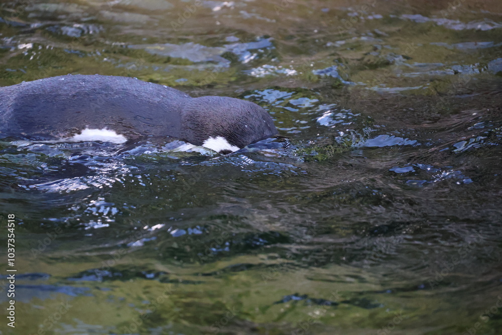 Obraz premium A photo of a small bird swimming in a body of water
