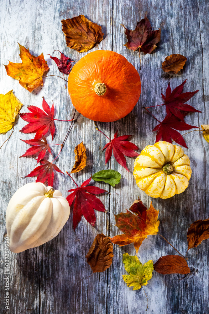 Fototapeta premium Autumn squashes and pumpkins close up from above in a flay lay with autumn leaves