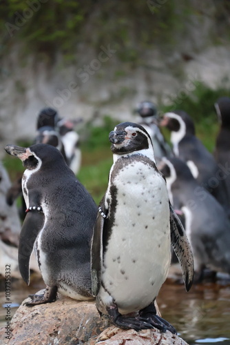 A photo of a group of penguins standing on a rock photo