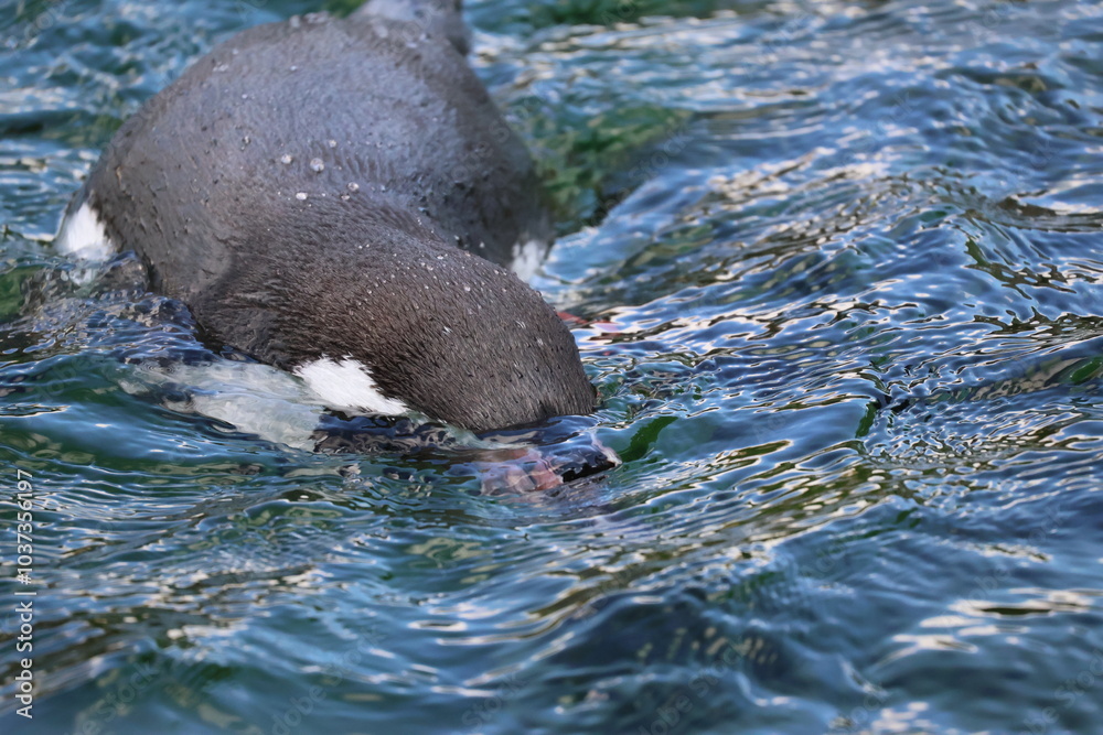Obraz premium A photo of a bird is swimming in the water