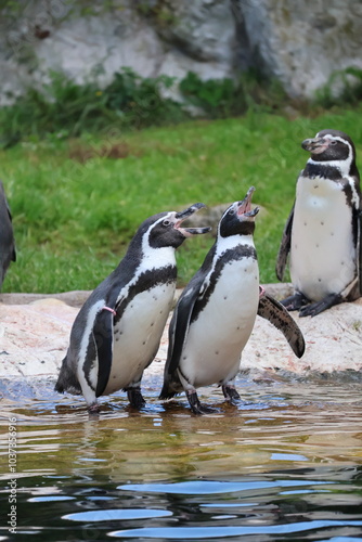 A photo of a group of penguins standing on a rock photo