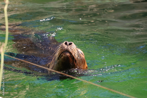 A photo of a sea otter swimming in the water photo