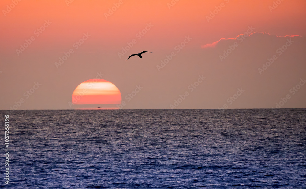 Silhouettes of birds flying over the sea during sunset. The coast of the Baltic Sea in Mielno, Poland. Silhouettes of birds flying over the sea during sunset. The coast of the Baltic Sea in Mielno, Poland.