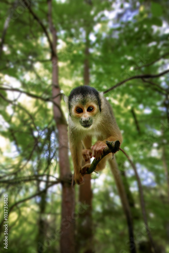 Squirrel monkey, saimiri sciureus lookint at the camera photo