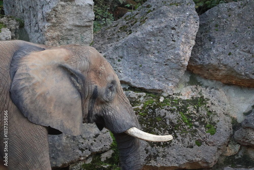 A photo of a large elephant standing next to a rock photo