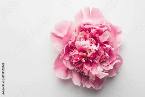 Pink peony flower on a white background, showcasing its delicate petals and vibrant color contrast, perfect for floral themes or nature inspired design concepts