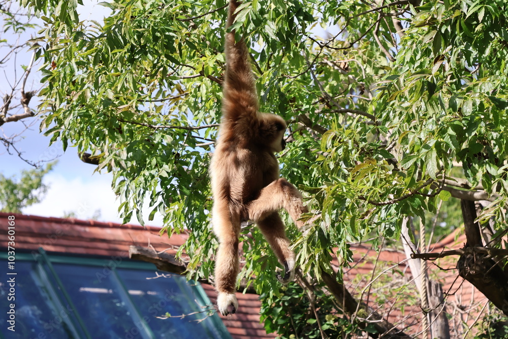 Obraz premium A photo of a monkey hanging from a tree branch