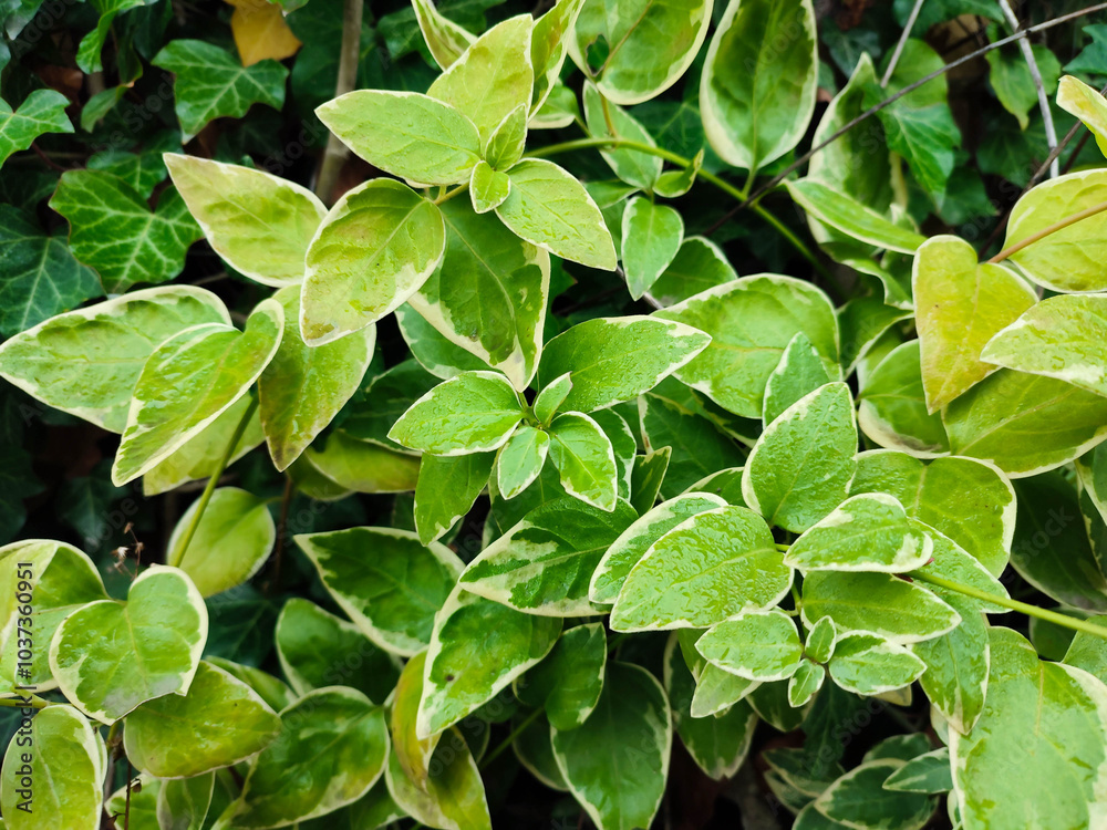 Leafs of periwinkle variegated in the garden. Natural background closeup Leafs of periwinkle variegated in the garden. Natural background closeup
