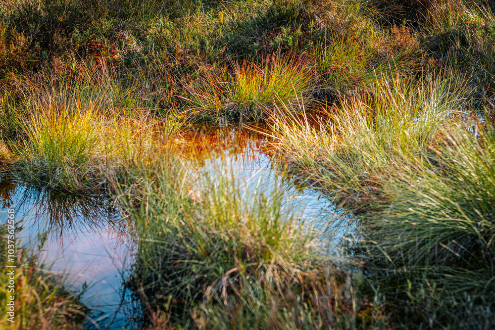 A close-up of swamp vegetation, including moss and marsh grass, that thrives in a wet, marshy environment. Ideal for ecological and botanical themes. A close-up of swamp vegetation, including moss and marsh grass, that thrives in a wet, marshy environment. Ideal for ecological and botanical themes.