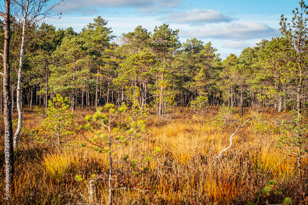 A scenic view of a forest with scattered pine trees and vibrant golden grasses highlighting the beauty of the fall landscape. The surroundings are bathed in soft sunlight under a blue sky. A scenic view of a forest with scattered pine trees and vibrant golden grasses highlighting the beauty of the fall landscape. The surroundings are bathed in soft sunlight under a blue sky.