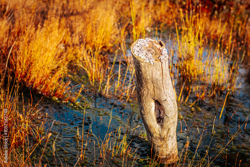 A tree trunk with a hole in the swamp. photo