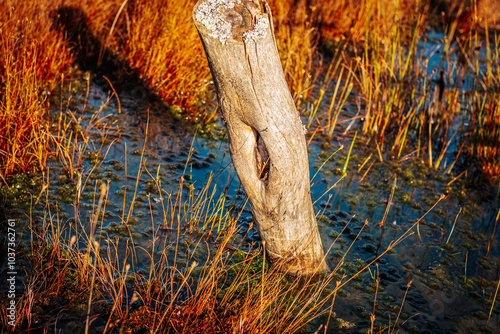 A tree trunk with a hole in the swamp. photo