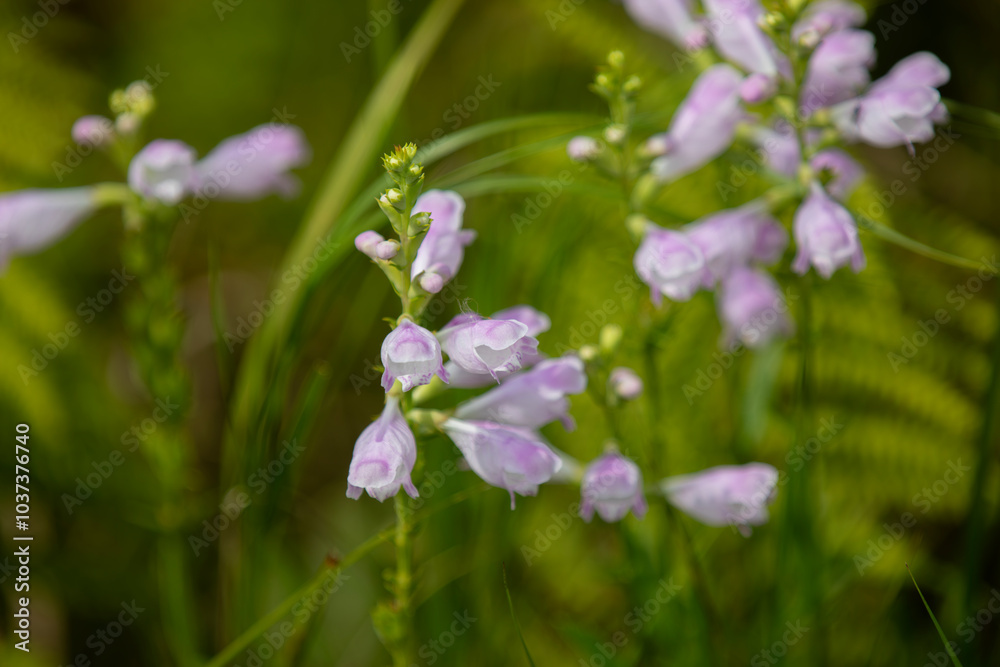 Flowering obedient plant growing in a marsh in Ontario. Flowering obedient plant growing in a marsh in Ontario.