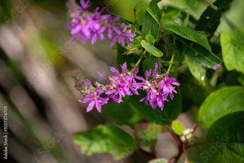 Purple loosestrife growing in a marsh in Ontario.