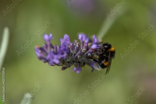 Macro Shot of Honeybee on Lavender Stem