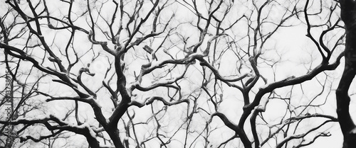 Bare tree branches on white black and white natural pattern oak branches in winter copy spaces