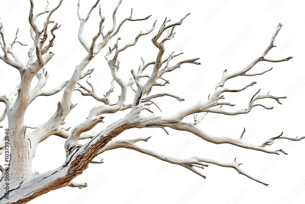 Photograph of an old, dead tree with branches, isolated on a white background. Photograph of an old, dead tree with branches, isolated on a white background.