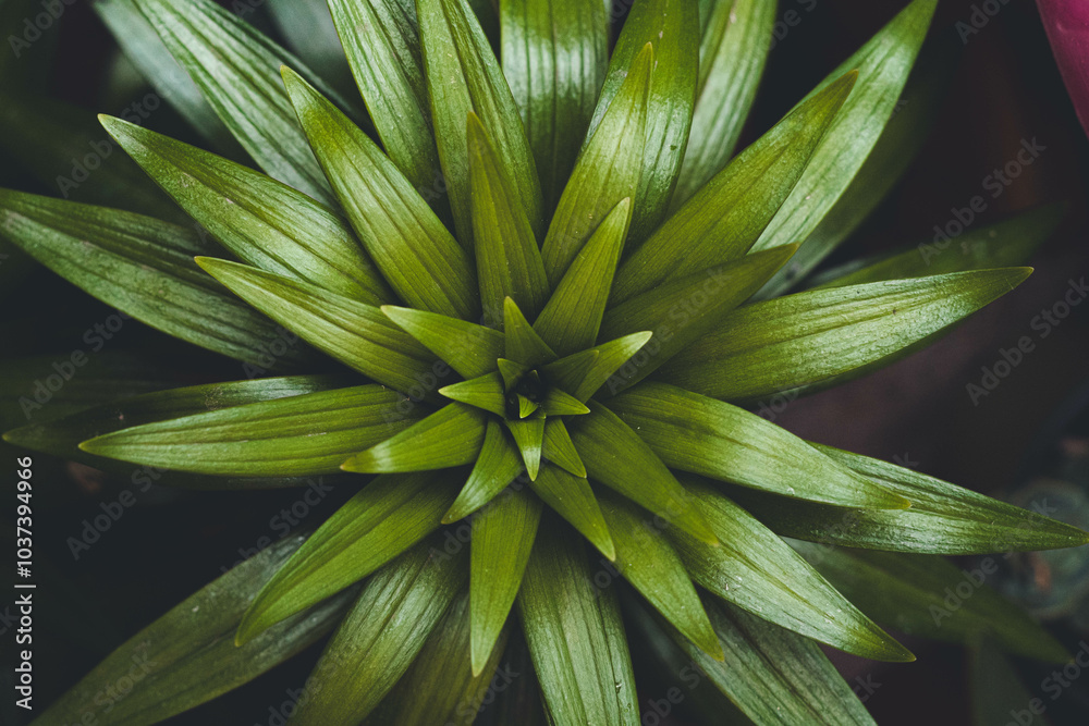 Lilium Lilium