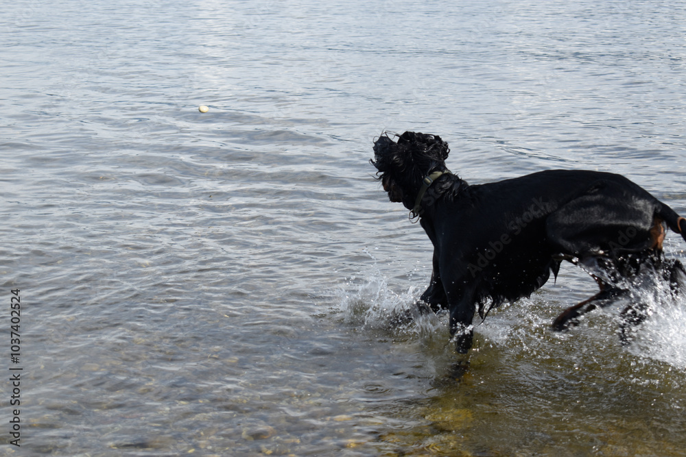 A beautiful dog Irish Setter running through the water A beautiful dog Irish Setter running through the water