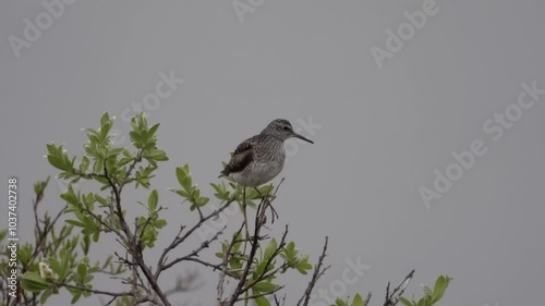 Birds of Varanger Fjord