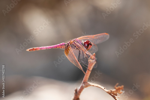 Violet Dropwing (Trithemis annulata) perching on a twig by a river side in autumn photo