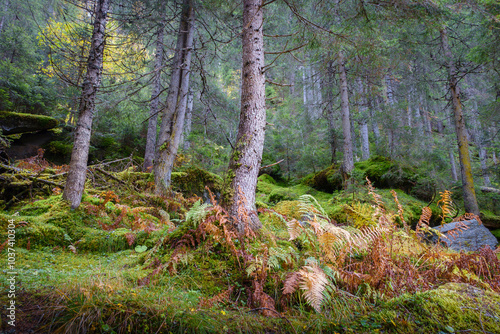 Obraz na płótnie im farbenprächtigen Herbstwald w salonie