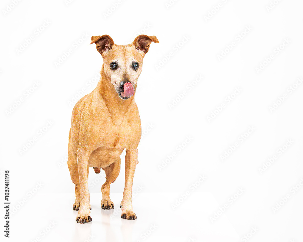 Standing dog licking lips Standing dog licking lips