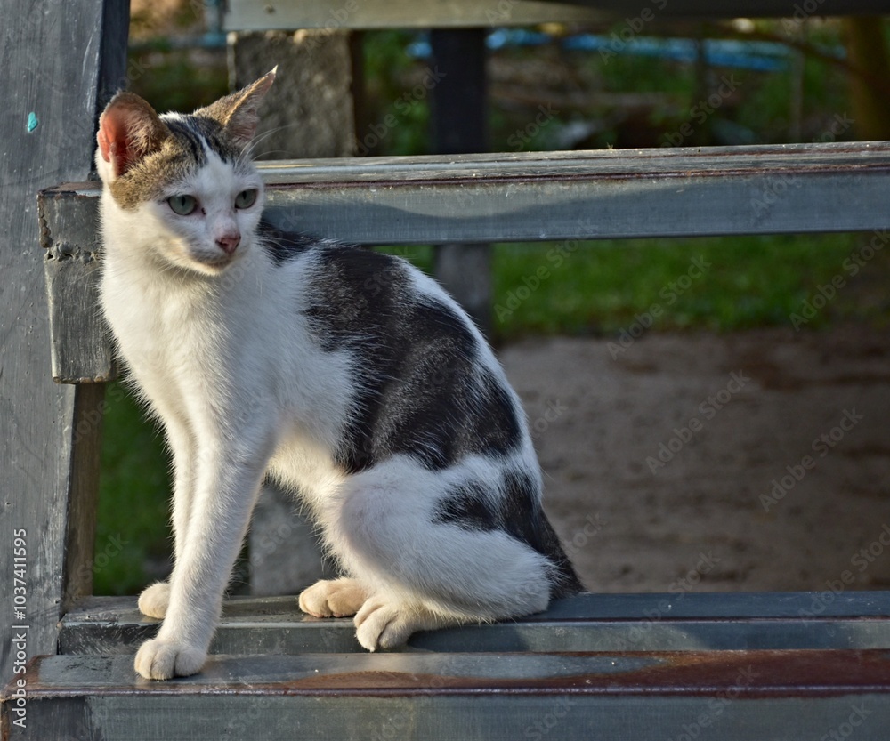 hungry stray cat sitting quietly outdoors in the gentle glow of the evening. The serene atmosphere of the nice day contrasts with the cat's longing gaze hungry stray cat sitting quietly outdoors in the gentle glow of the evening. The serene atmosphere of the nice day contrasts with the cat's longing gaze