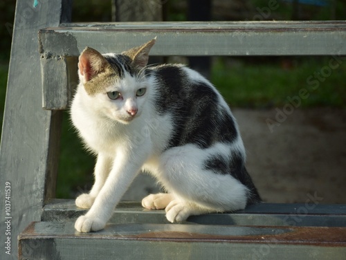 hungry stray cat sitting quietly outdoors in the gentle glow of the evening. The serene atmosphere of the nice day contrasts with the cat's longing gaze