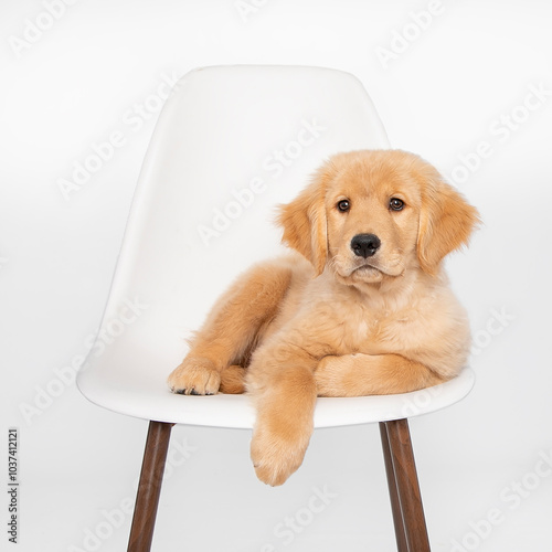 Golden retriever puppy sitting on white chair