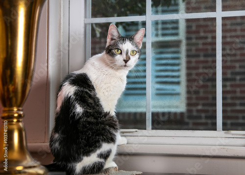 Cat on Windowsill