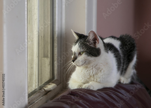 Cat looking out window