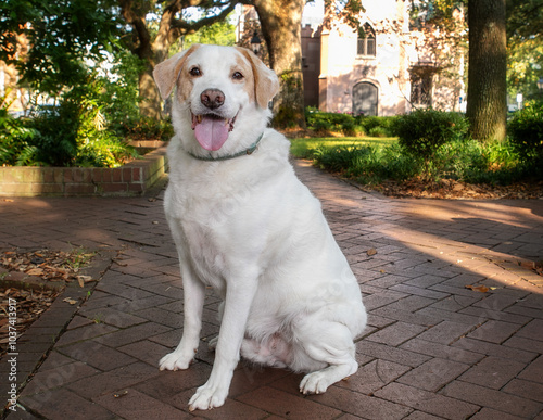 creme lab mix dog sitting up in historic savannah