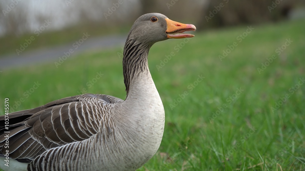 A Serene Duck Resting Calmly Near The Riverbank, Surrounded By Lush Greenery, Capturing The Tranquil Beauty Of Wildlife In Its Natural Habitat, Peacefully Coexisting With Nature. A Serene Duck Resting Calmly Near The Riverbank, Surrounded By Lush Greenery, Capturing The Tranquil Beauty Of Wildlife In Its Natural Habitat, Peacefully Coexisting With Nature.