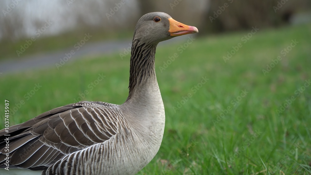 A Serene Duck Resting Calmly Near The Riverbank, Surrounded By Lush Greenery, Capturing The Tranquil Beauty Of Wildlife In Its Natural Habitat, Peacefully Coexisting With Nature. A Serene Duck Resting Calmly Near The Riverbank, Surrounded By Lush Greenery, Capturing The Tranquil Beauty Of Wildlife In Its Natural Habitat, Peacefully Coexisting With Nature.
