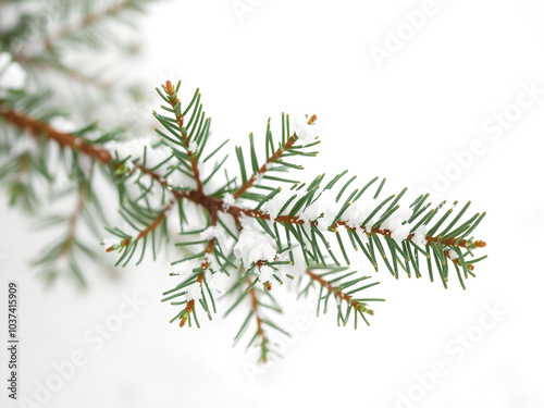 Snow-Dusted Evergreen Sprig An evergreen sprig lightly dusted with snow, isolated on a white background. The green needles and white snow create a simple yet classic winter look.