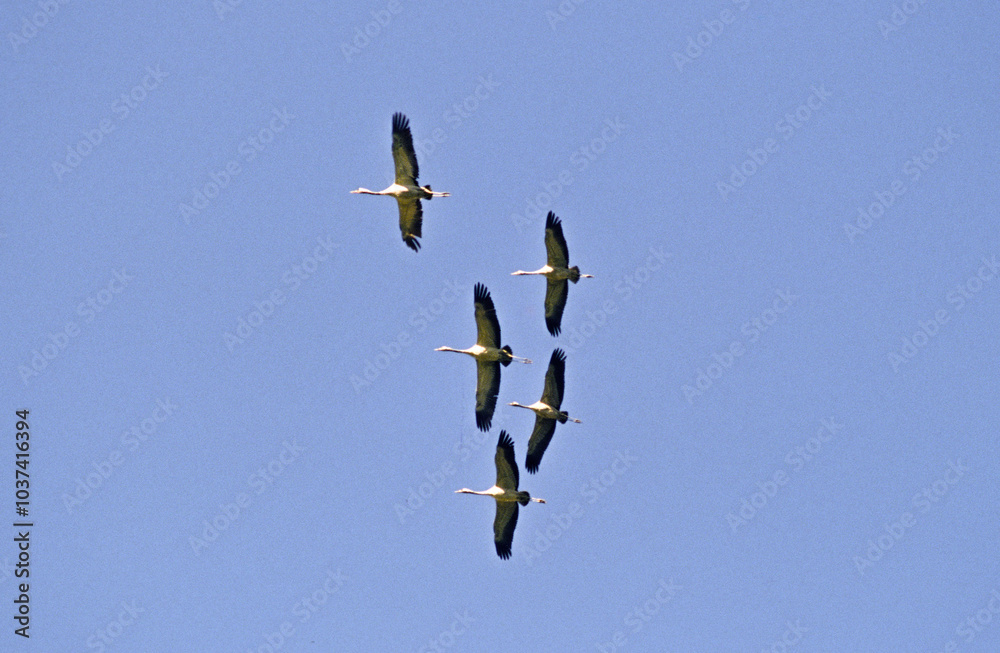 Fototapeta premium Grue cendrée,.Grus grus, Common Crane